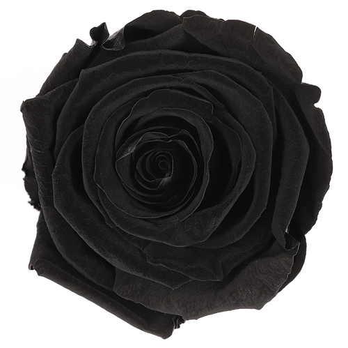 Black Onyx preserved rose - dramatic and sophisticated