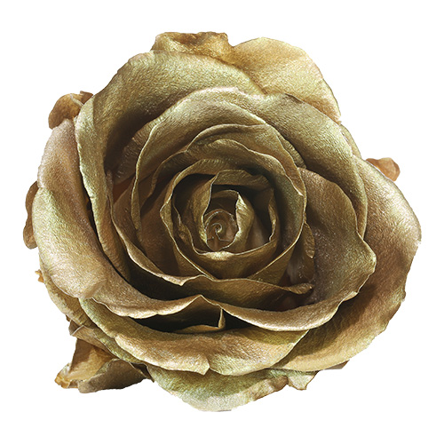 Gold preserved rose - radiant and luxurious